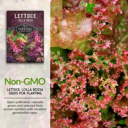 Survival Garden Seeds - Lolla Rosa Lettuce Seed for Planting - Packet with Instructions to Plant and Grow Red and Green Leaved Lettuce in Your Home Vegetable Garden - Non-GMO Heirloom Variety