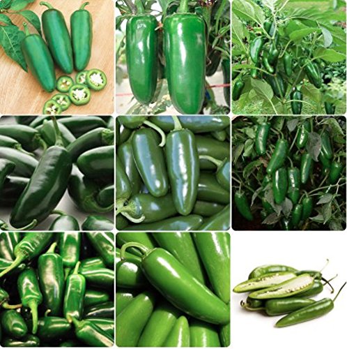 Jalapeño Tam Hot Peppers Seeds for Planting, 50+ Heirloom Seeds Per Packet, (Isla's Garden Seeds), Non GMO Seeds, Botanical Name: Capsicum annuum, Great Home Garden Gift