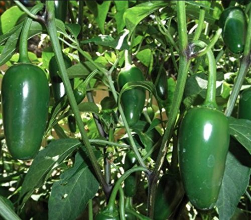 Jalapeño Tam Hot Peppers Seeds for Planting, 50+ Heirloom Seeds Per Packet, (Isla's Garden Seeds), Non GMO Seeds, Botanical Name: Capsicum annuum, Great Home Garden Gift