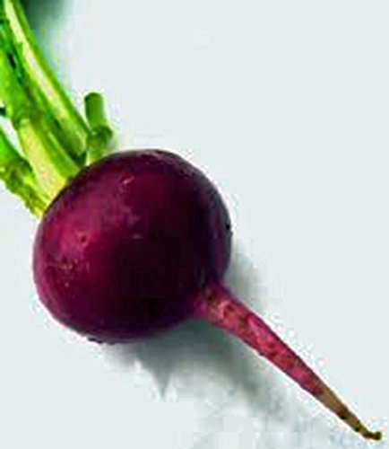 Beets, Early Wonder, Heirloom, Non GMO, 500 Seeds, Tender N Sweet Beet, Perfect