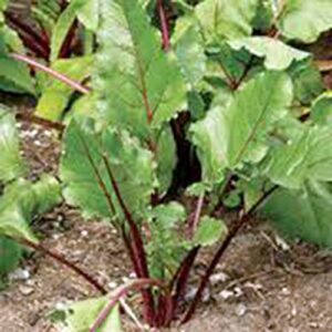 Beets, Early Wonder, Heirloom, Non GMO, 500 Seeds, Tender N Sweet Beet, Perfect