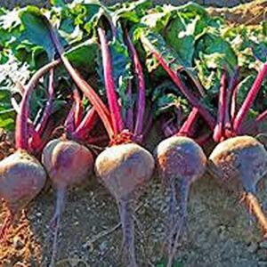 Beets, Early Wonder, Heirloom, Non GMO, 500 Seeds, Tender N Sweet Beet, Perfect