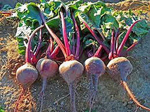 Beets, Early Wonder, Heirloom, Non GMO, 500 Seeds, Tender N Sweet Beet, Perfect