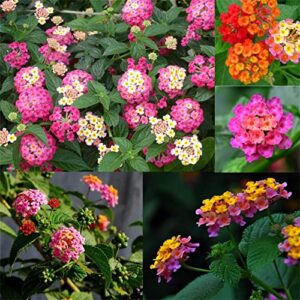 mixed colors 100pcs lantana camara seeds garden ornamental flower plant seeds