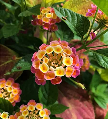 Mixed Colors 100Pcs Lantana Camara Seeds Garden Ornamental Flower Plant Seeds