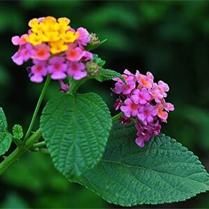 Mixed Colors 100Pcs Lantana Camara Seeds Garden Ornamental Flower Plant Seeds