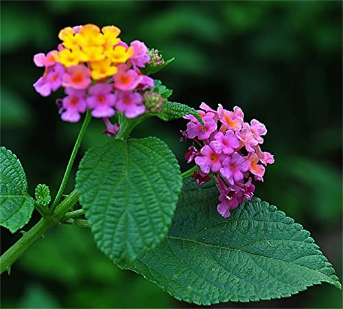 Mixed Colors 100Pcs Lantana Camara Seeds Garden Ornamental Flower Plant Seeds