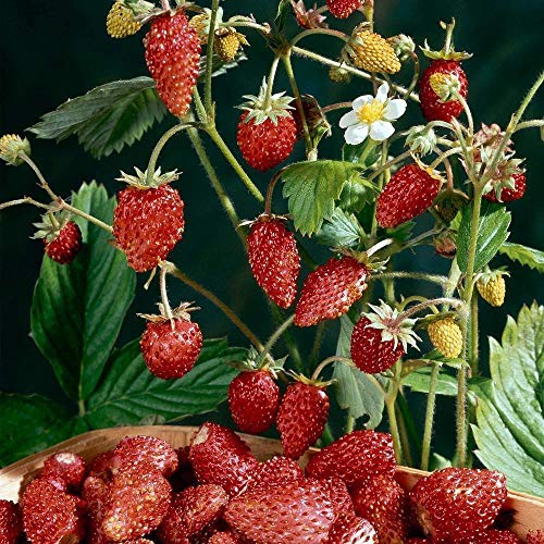 David's Garden Seeds Fruit Strawberry Mignonette 4357 (Red) 50 Non-GMO, Heirloom Seeds