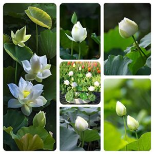 60PCS Open Mouth Bonsai Lotus Seeds Water Lily Flower Non-GMO Heirloom Garden Home for Planting (Mix White Purple)