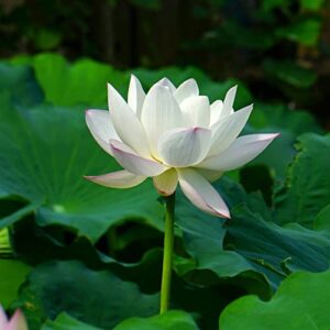 60PCS Open Mouth Bonsai Lotus Seeds Water Lily Flower Non-GMO Heirloom Garden Home for Planting (Mix White Purple)