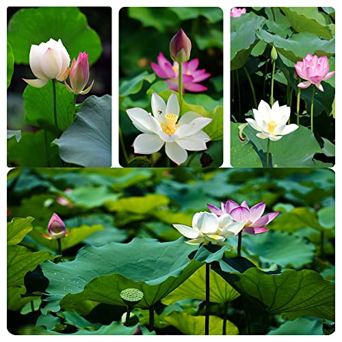 60PCS Open Mouth Bonsai Lotus Seeds Water Lily Flower Non-GMO Heirloom Garden Home for Planting (Mix White Purple)