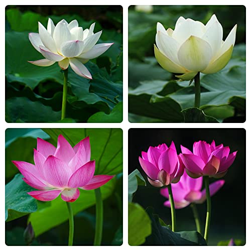 60PCS Open Mouth Bonsai Lotus Seeds Water Lily Flower Non-GMO Heirloom Garden Home for Planting (Mix White Purple)