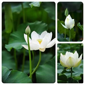 60PCS Open Mouth Bonsai Lotus Seeds Water Lily Flower Non-GMO Heirloom Garden Home for Planting (Mix White Purple)