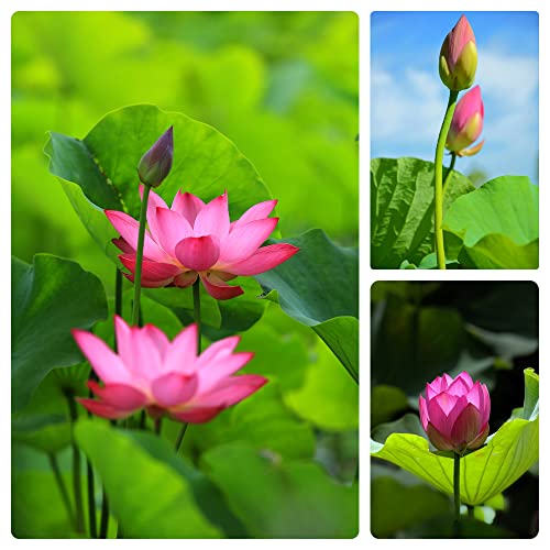 60PCS Open Mouth Bonsai Lotus Seeds Water Lily Flower Non-GMO Heirloom Garden Home for Planting (Mix White Purple)