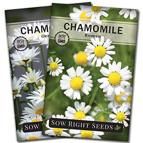 Sow Right Seeds - Chamomile Seed Collection for Planting - German and Roman Varieties - Non-GMO Heirloom Seeds - Instructions to Grow an Herbal Tea Garden - Wonderful Gardening Gift