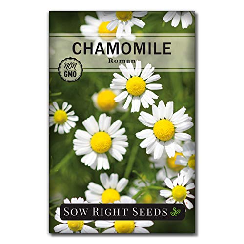 Sow Right Seeds - Chamomile Seed Collection for Planting - German and Roman Varieties - Non-GMO Heirloom Seeds - Instructions to Grow an Herbal Tea Garden - Wonderful Gardening Gift