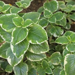 2 Cuban Oregano Live Plants Mexican Mint Spanish Thyme Rooted Vegetable 5 to 7 Inches Planting Ornaments Perennial Garden Ready to Grow Pot