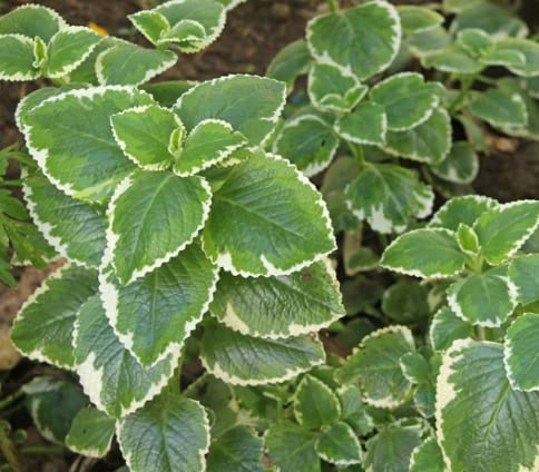 2 Cuban Oregano Live Plants Mexican Mint Spanish Thyme Rooted Vegetable 5 to 7 Inches Planting Ornaments Perennial Garden Ready to Grow Pot