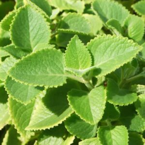 2 Cuban Oregano Live Plants Mexican Mint Spanish Thyme Rooted Vegetable 5 to 7 Inches Planting Ornaments Perennial Garden Ready to Grow Pot