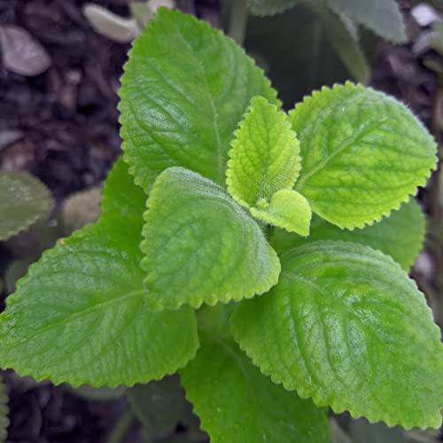 2 Cuban Oregano Live Plants Mexican Mint Spanish Thyme Rooted Vegetable 5 to 7 Inches Planting Ornaments Perennial Garden Ready to Grow Pot