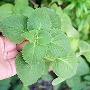 2 Cuban Oregano Live Plants Mexican Mint Spanish Thyme Rooted Vegetable 5 to 7 Inches Planting Ornaments Perennial Garden Ready to Grow Pot