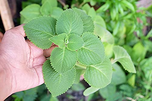 2 Cuban Oregano Live Plants Mexican Mint Spanish Thyme Rooted Vegetable 5 to 7 Inches Planting Ornaments Perennial Garden Ready to Grow Pot