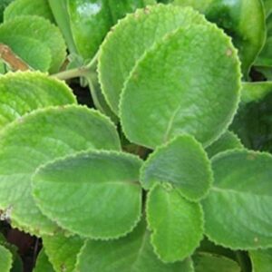 2 Cuban Oregano Live Plants Mexican Mint Spanish Thyme Rooted Vegetable 5 to 7 Inches Planting Ornaments Perennial Garden Ready to Grow Pot