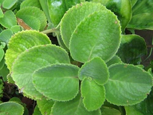 2 Cuban Oregano Live Plants Mexican Mint Spanish Thyme Rooted Vegetable 5 to 7 Inches Planting Ornaments Perennial Garden Ready to Grow Pot