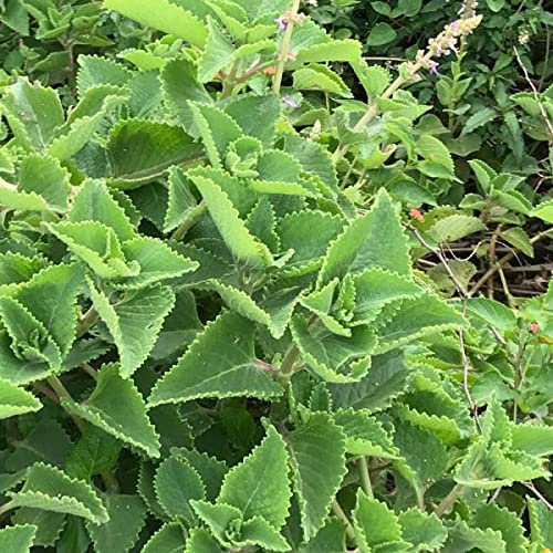 2 Cuban Oregano Live Plants Mexican Mint Spanish Thyme Rooted Vegetable 5 to 7 Inches Planting Ornaments Perennial Garden Ready to Grow Pot