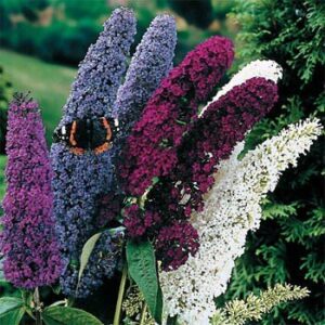outsidepride buddleia davidii butterfly bush plan garden flower seed mix – 100 seeds