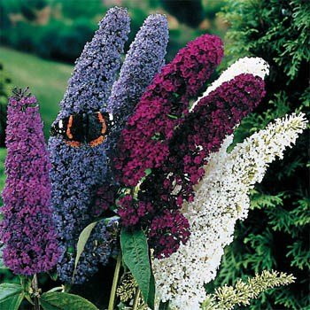 Outsidepride Buddleia Davidii Butterfly Bush Plan Garden Flower Seed Mix - 100 Seeds