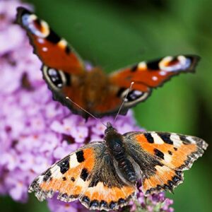 Outsidepride Buddleia Davidii Butterfly Bush Plan Garden Flower Seed Mix - 100 Seeds