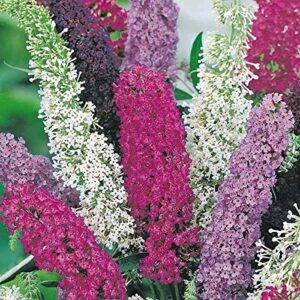 Outsidepride Buddleia Davidii Butterfly Bush Plan Garden Flower Seed Mix - 100 Seeds