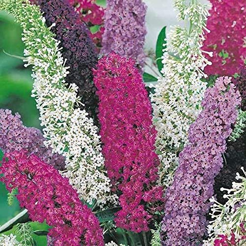 Outsidepride Buddleia Davidii Butterfly Bush Plan Garden Flower Seed Mix - 100 Seeds