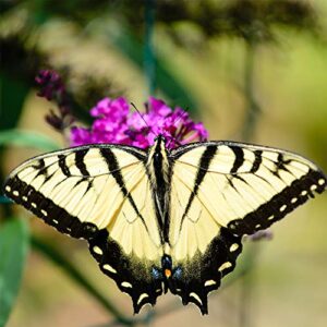 Outsidepride Buddleia Davidii Butterfly Bush Plan Garden Flower Seed Mix - 100 Seeds