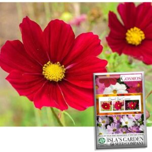 “dwarf red” cosmos flower seeds for planting, 100+ heirloom seeds per packet, (isla’s garden seeds), non gmo seeds, scientific name: cosmos bipinnatus, great home flower garden gift