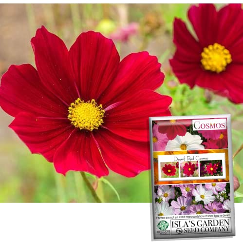 "Dwarf Red" Cosmos Flower Seeds for Planting, 100+ Heirloom Seeds Per Packet, (Isla's Garden Seeds), Non GMO Seeds, Scientific Name: Cosmos Bipinnatus, Great Home Flower Garden Gift