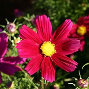 "Dwarf Red" Cosmos Flower Seeds for Planting, 100+ Heirloom Seeds Per Packet, (Isla's Garden Seeds), Non GMO Seeds, Scientific Name: Cosmos Bipinnatus, Great Home Flower Garden Gift