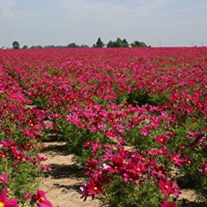 "Dwarf Red" Cosmos Flower Seeds for Planting, 100+ Heirloom Seeds Per Packet, (Isla's Garden Seeds), Non GMO Seeds, Scientific Name: Cosmos Bipinnatus, Great Home Flower Garden Gift