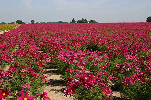 "Dwarf Red" Cosmos Flower Seeds for Planting, 100+ Heirloom Seeds Per Packet, (Isla's Garden Seeds), Non GMO Seeds, Scientific Name: Cosmos Bipinnatus, Great Home Flower Garden Gift