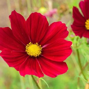 "Dwarf Red" Cosmos Flower Seeds for Planting, 100+ Heirloom Seeds Per Packet, (Isla's Garden Seeds), Non GMO Seeds, Scientific Name: Cosmos Bipinnatus, Great Home Flower Garden Gift