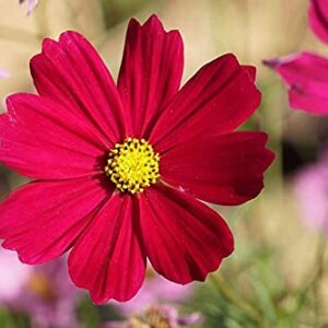 "Dwarf Red" Cosmos Flower Seeds for Planting, 100+ Heirloom Seeds Per Packet, (Isla's Garden Seeds), Non GMO Seeds, Scientific Name: Cosmos Bipinnatus, Great Home Flower Garden Gift