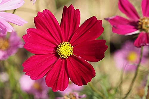 "Dwarf Red" Cosmos Flower Seeds for Planting, 100+ Heirloom Seeds Per Packet, (Isla's Garden Seeds), Non GMO Seeds, Scientific Name: Cosmos Bipinnatus, Great Home Flower Garden Gift