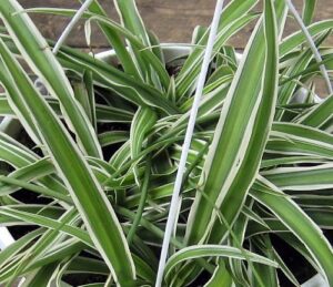 hirt’s gardens reverse variegated spider plant – easy to grow/cleans the air – 4in pot