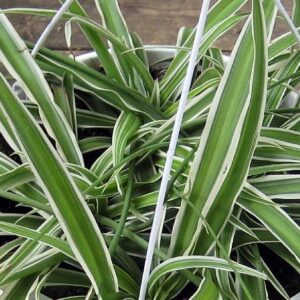 Hirt's Gardens Reverse Variegated Spider Plant - Easy to Grow/Cleans The Air - 4in Pot