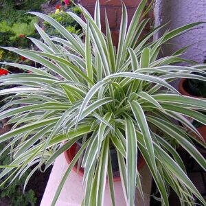 Hirt's Gardens Reverse Variegated Spider Plant - Easy to Grow/Cleans The Air - 4in Pot