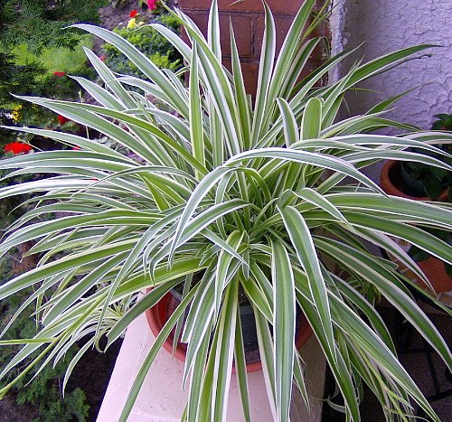 Hirt's Gardens Reverse Variegated Spider Plant - Easy to Grow/Cleans The Air - 4in Pot