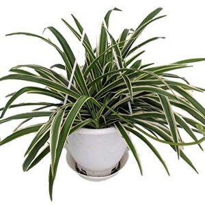 Hirt's Gardens Reverse Variegated Spider Plant - Easy to Grow/Cleans The Air - 4in Pot