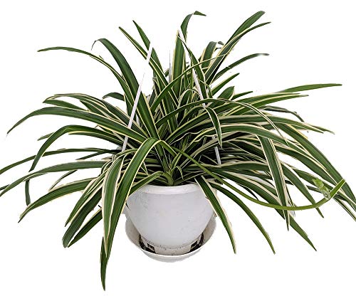 Hirt's Gardens Reverse Variegated Spider Plant - Easy to Grow/Cleans The Air - 4in Pot