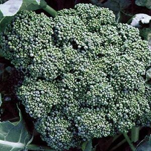 david’s garden seeds broccoli calabrese fba-1186 (green) 50 non-gmo, heirloom seeds